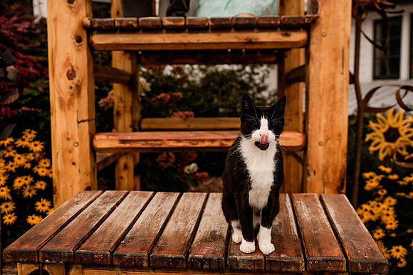 DSC_4896